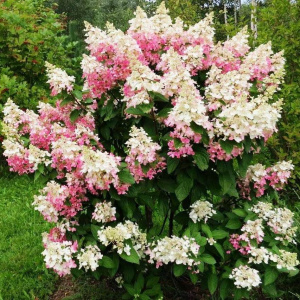 Гортензия метельчатая Confetti