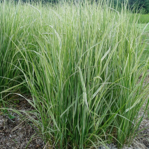 Вейник остроцветковый Overdam