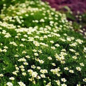 Мшанка шиловидная 