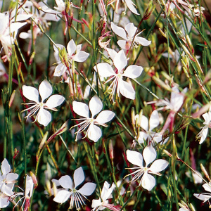Гаура Whirling Butterflies