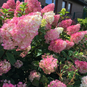 Гортензия метельчатая Sundae fraise