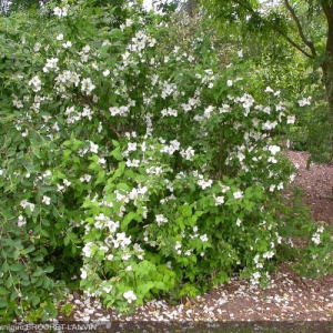 Чубушник Belle etoile