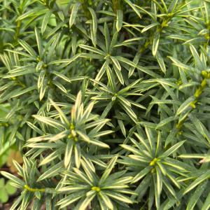 Тис ягодный Tymon 