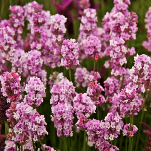 Лаванда узколистная Rosea
