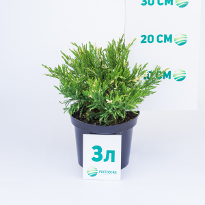 Можжевельник горизонтальный Andorra Variegata