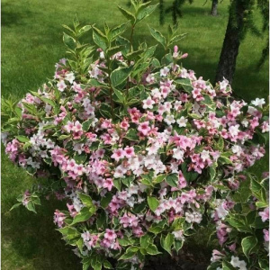 Вейгела цветущая Nana Variegata