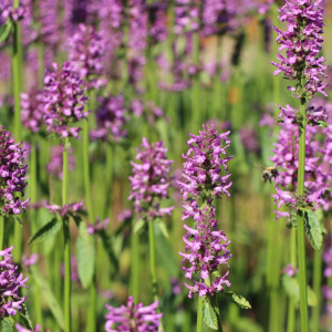 Стахис Hummelo