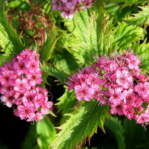 Спирея японская Crispa