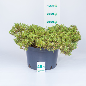 Можжевельник горизонтальный Andorra Variegata