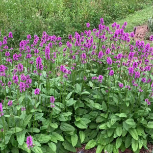 Стахис Hummelo