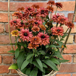 Рудбекия Flamenco Dark Orange