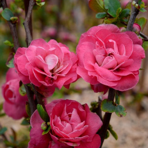 Айва прекрасная Pink Storm 