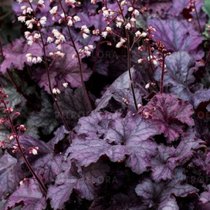 Гейхера Rex Purple