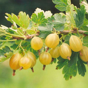 Крыжовник 