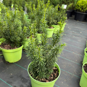 Тис ягодный Tymon 