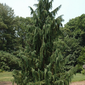 Кипарисовик нутканский Pendula
