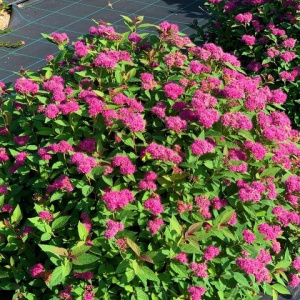 Спирея японская Double Play Artist