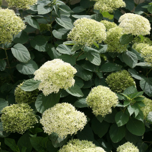 Гортензия древовидная Lime Rickey
