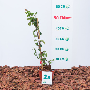 Айва гибридная Pink Lady