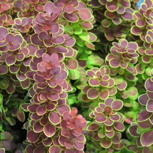 Барбарис тунберга Orange Sunrise