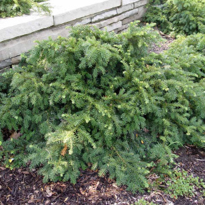 Тис ягодный Repandens