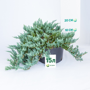 Можжевельник горизонтальный Blue Chip