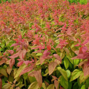 Спирея японская Macrophylla