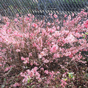 Айва гибридная Pink Lady