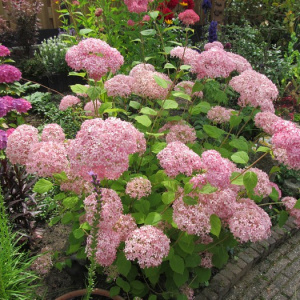 Гортензия древовидная Pink Annabelle II