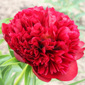 Пион `Red Grace`