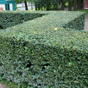 Кизильник блестящий, окс