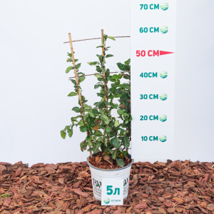 Айва прекрасная Pink Storm 