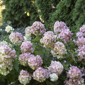 Гортензия метельчатая Bombshell