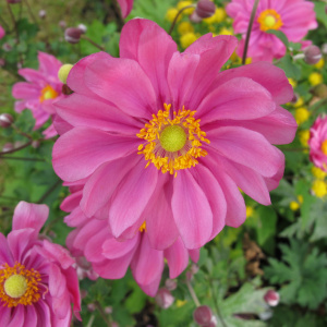 Анемона  Prinz Heinrich