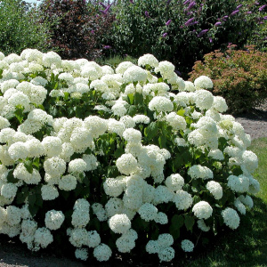 Гортензия древовидная Annabelle
