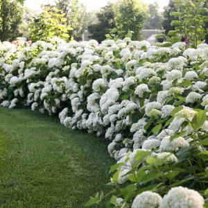 Гортензия древовидная Annabelle