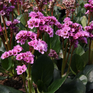 Бадан Spring Fling