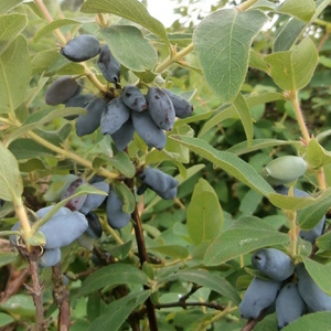 Жимолость съедобная 