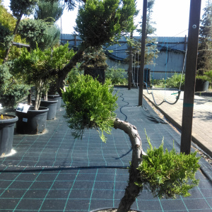 БОНСАЙ Можжевельник китайский Blue Alps