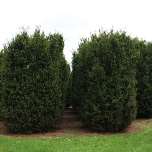 Тис средний Hillii