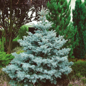 Ель колючая Super Blue Seedling