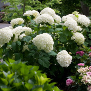 Гортензия древовидная Strong Annabelle