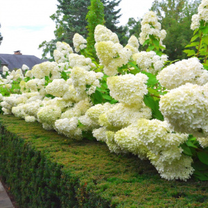 Гортензия метельчатая Limelight
