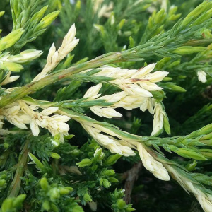 Можжевельник горизонтальный Andorra Variegata