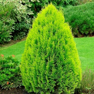 Туя восточная Aurea Nana
