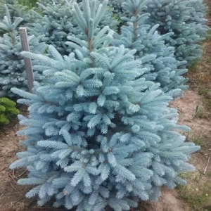 Ель колючая Blue Majestic