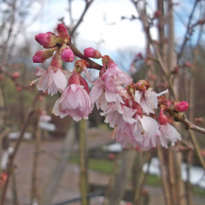 Вишня короткощетинистая Autumnalis Rosea