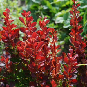 Барбарис тунберга Red Pillar