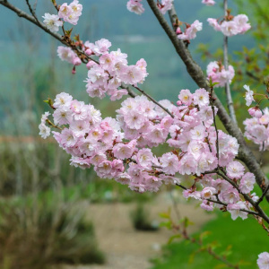 Вишня короткощетинистая Autumnalis Rosea