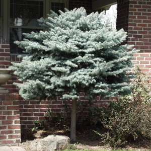 Ель колючая Glauca Globosa